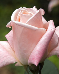 rosa - imagen by flickr