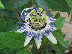 pasiflora - flor de la pasion imagen flickr cc