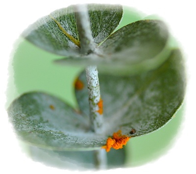 polen - imagen flickr