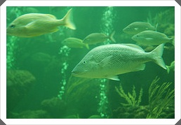 pescado - imagen flickr cc